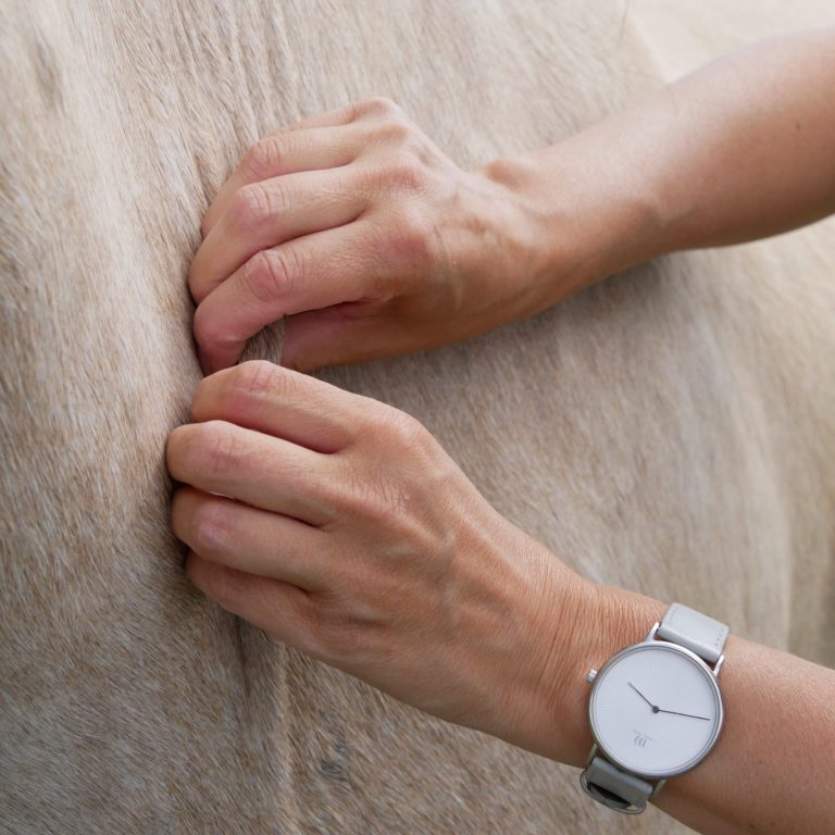 Osteopathier für Pferde im Kreis Heinsberg, Mönchengladbach, VIersen Osteopathie/Faszientherapie für Pferde im Kreis Heinsberg, Mönchengladbach, Viersen