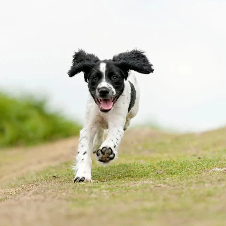 <img scr="Hundephysiotherapie_und_Akupunktur_im_Kreis_Heinsberg_Mönchengladbach_Viersen.png" alt="Akupunktur für Pferde im Kreis Heinsberg, Mönchengladbach, Viersen, Krefeld und Umgebung 