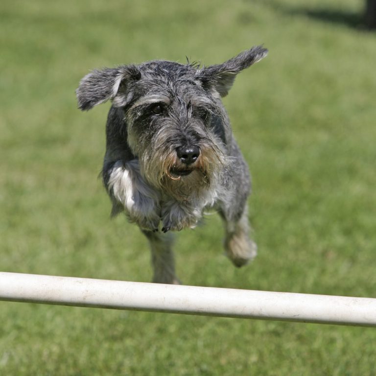 <img scr="Hundephysiotherapie_und_Akupunktur_für_Hunde__im_Kreis_Heinsberg_Mönchengladbach_Viersen.png" alt="Akupunktur für Pferde im Kreis Heinsberg, Mönchengladbach, Viersen, Krefeld und Umgebung und Katzen">